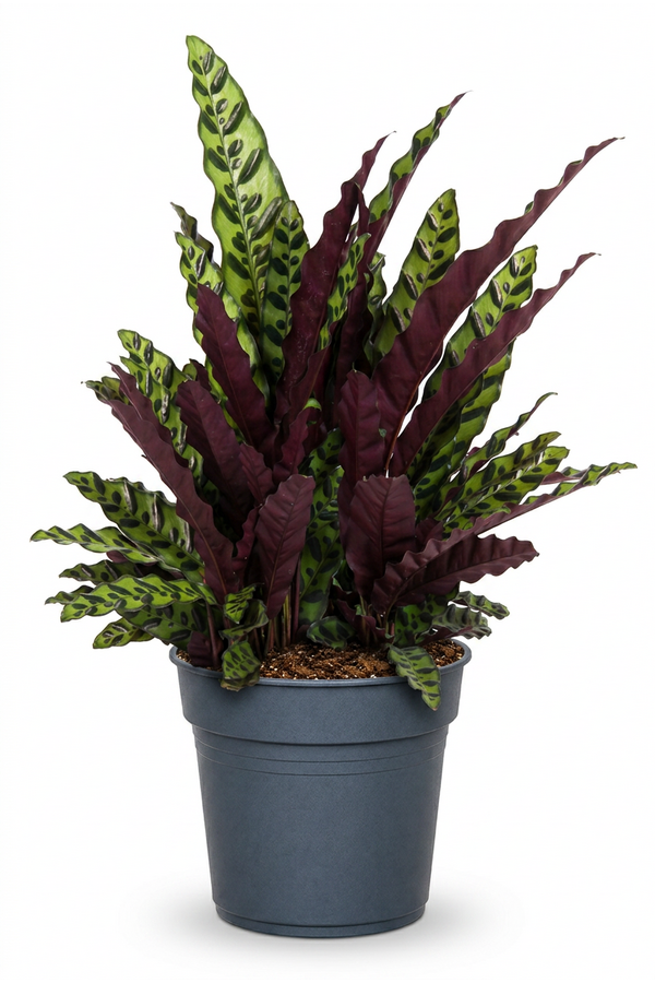 Calathea Lancifolia
