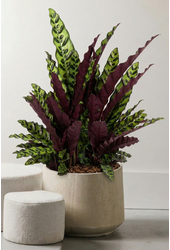 Calathea Lancifolia