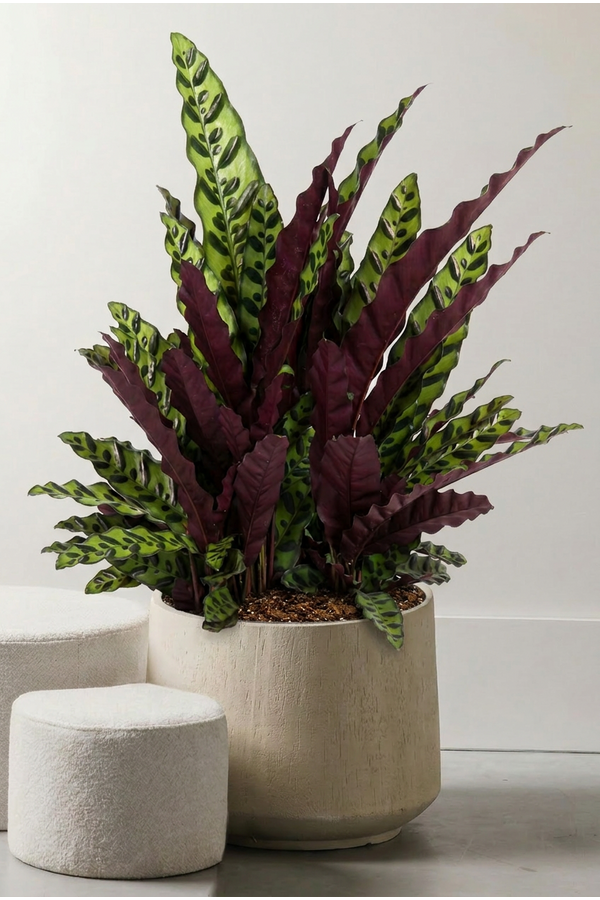 Calathea Lancifolia