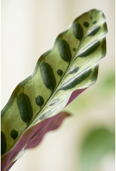 Calathea Lancifolia