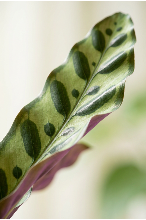 Calathea Lancifolia