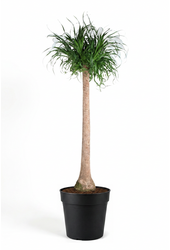 Beaucarnea pień P40 - 5 stóp