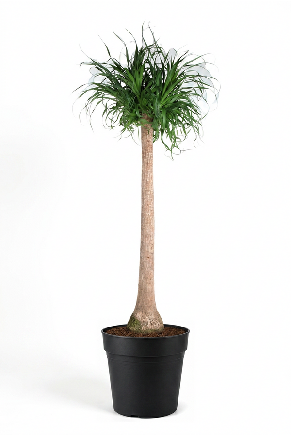 Beaucarnea pień P40 - 5 stóp
