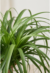 Beaucarnea pień P40 - 5 stóp