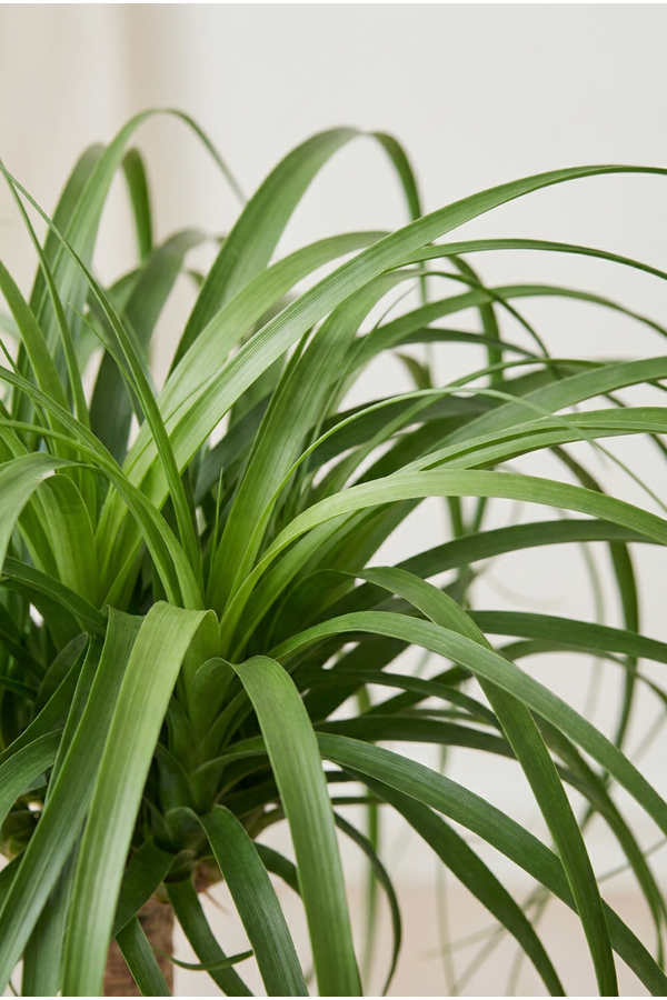 Beaucarnea pień P40 - 5 stóp