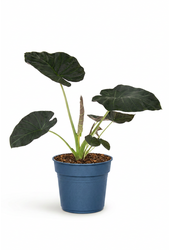 Alocasia Regal Shields (NO GAP)