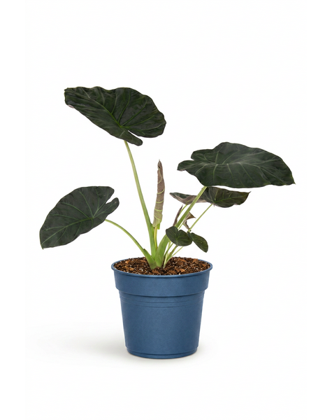 Alocasia Regal Shields (NO GAP)