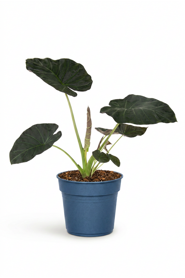 Alocasia Regal Shields (NO GAP)