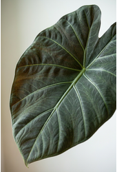 Alocasia Regal Shields (NO GAP)