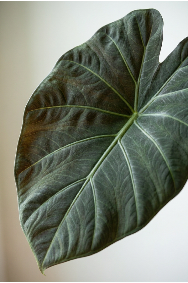 Alocasia Regal Shields (NO GAP)