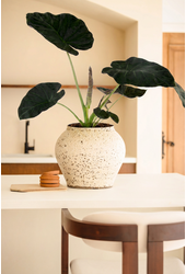 Alocasia Regal Shields (NO GAP)