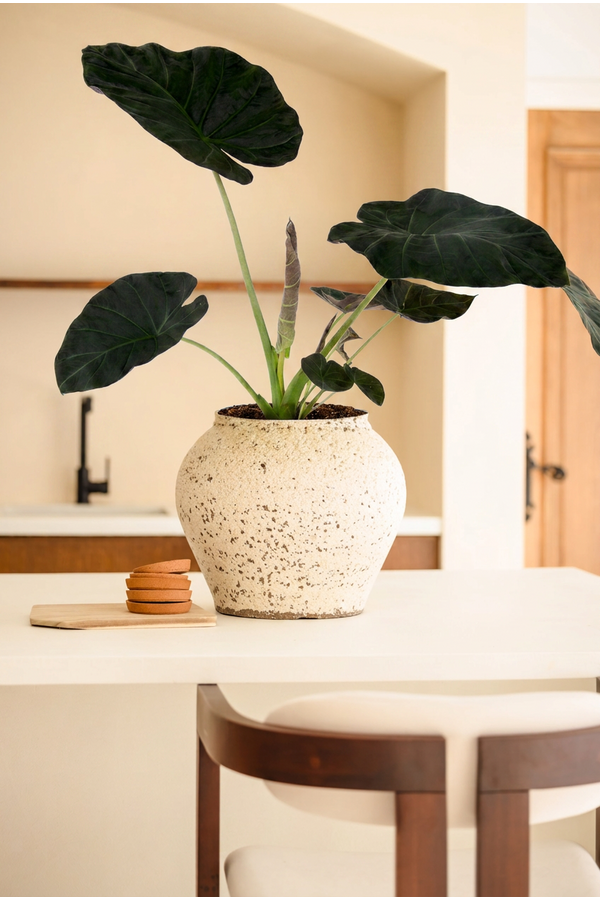 Alocasia Regal Shields (NO GAP)