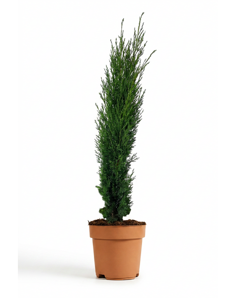 Cupressus sempervirens