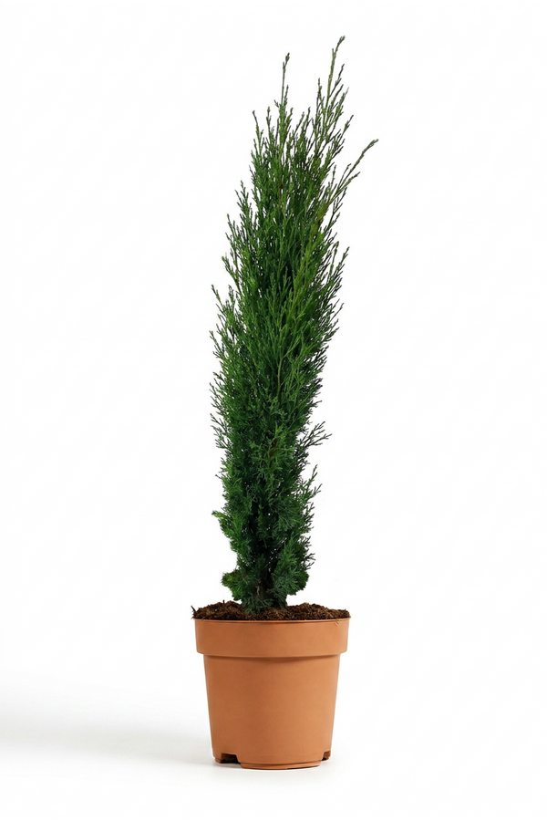 Cupressus sempervirens