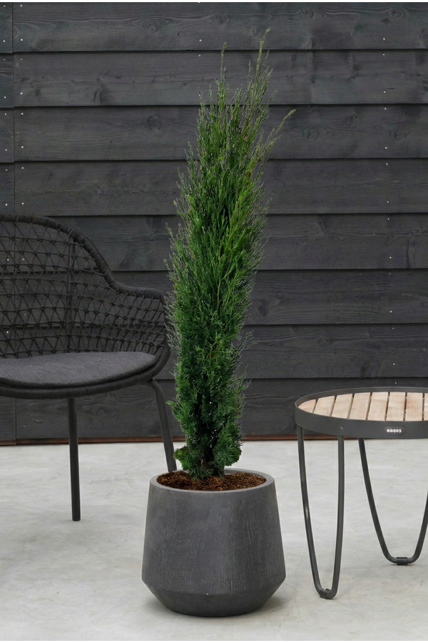 Cupressus sempervirens