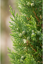 Cupressus sempervirens