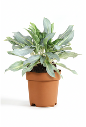 Aglaonema Ghost