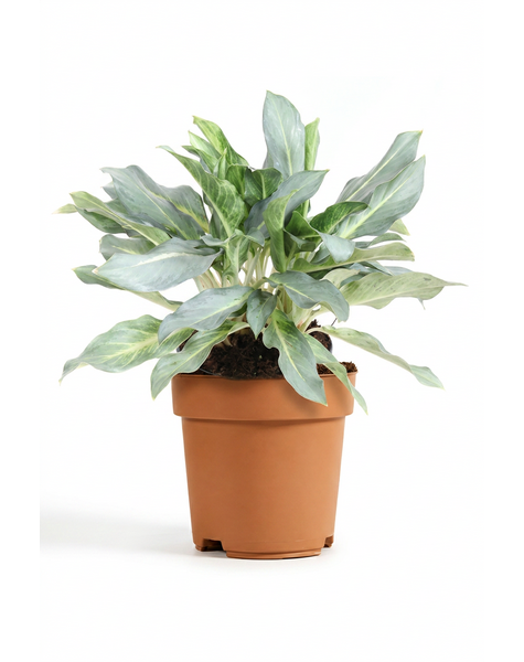Aglaonema Ghost