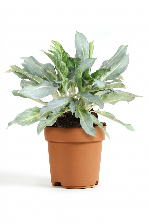 Aglaonema Ghost