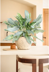 Aglaonema Ghost