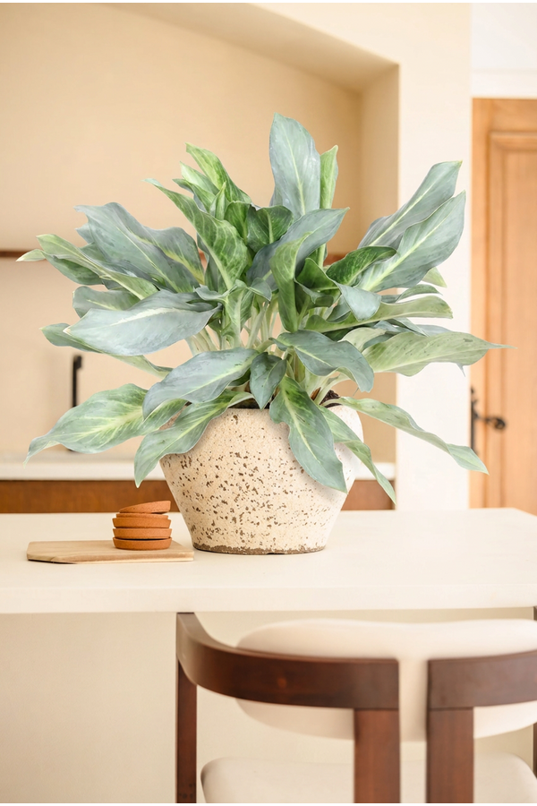 Aglaonema Ghost