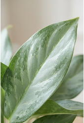Aglaonema Ghost