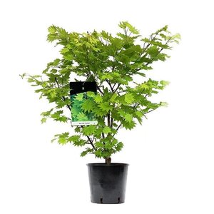 Acer Klon Japoński