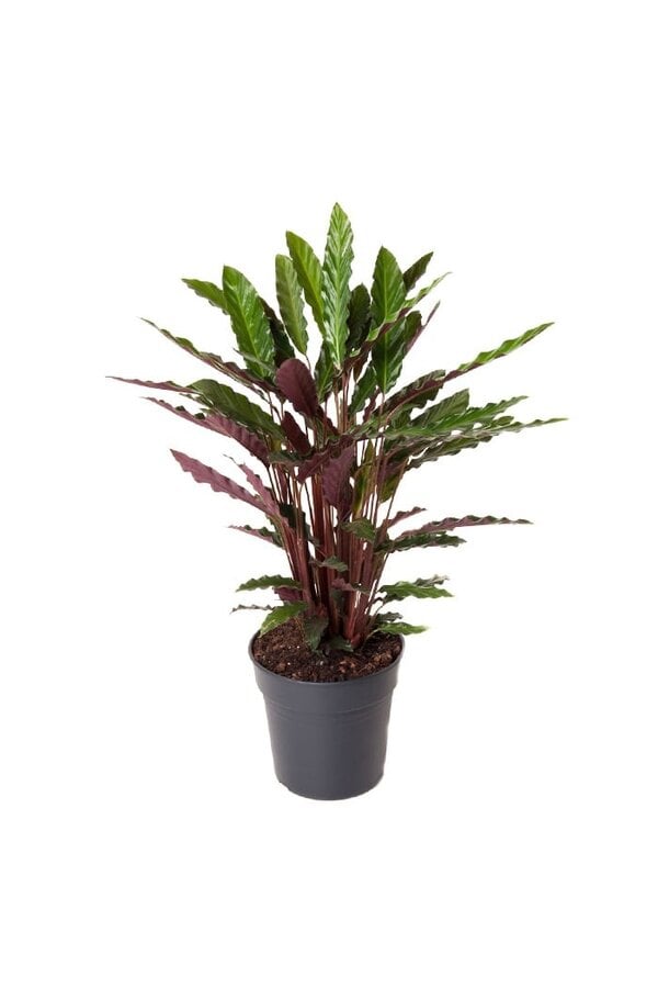 Calathea Rufibarba M - SALE