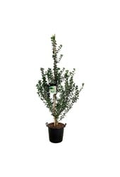 Japanse Notenboom Ginkgo biloba Menhir - SALE