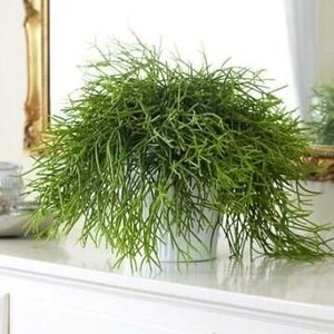 Rhipsalis koral skalny