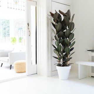 Fikus sprężysty