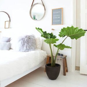 Ucho słonia | Alocasia