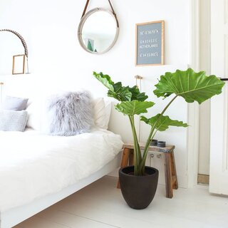 Ucho słonia | Alocasia