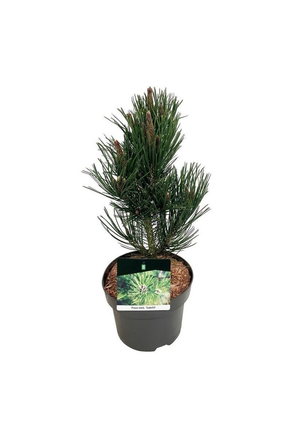 Sosna Pinus Satellit