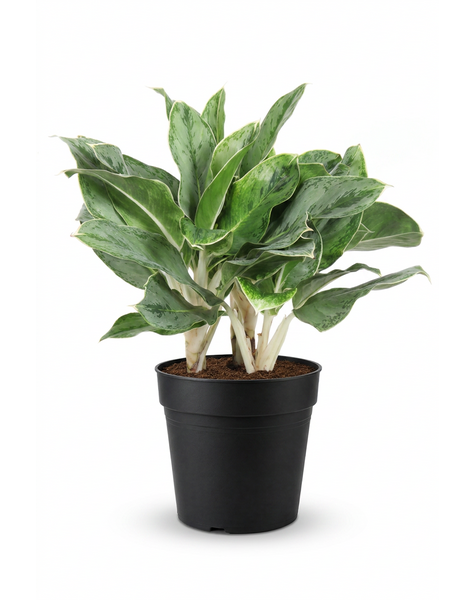 Aglaonema Horizon