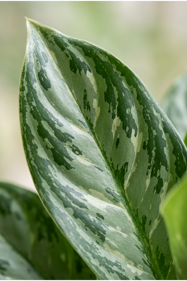 Aglaonema Horizon