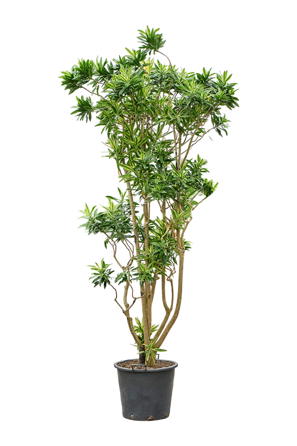 Pleomele (Dracaena) Reflexa Song Of Sri Lanka (240-300)