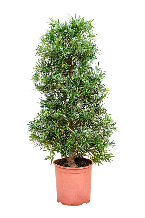 Podocarpus Macrophyllus