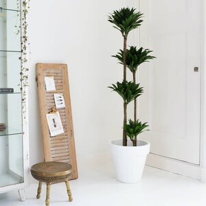 Drzewo smoczej krwi | Dracena