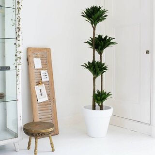 Drzewo smoczej krwi | Dracena
