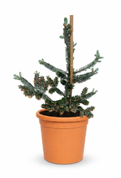 Abies koreana Silberlocke