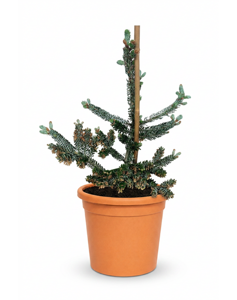 Abies koreana Silberlocke