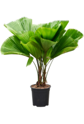 Licuala Grandis