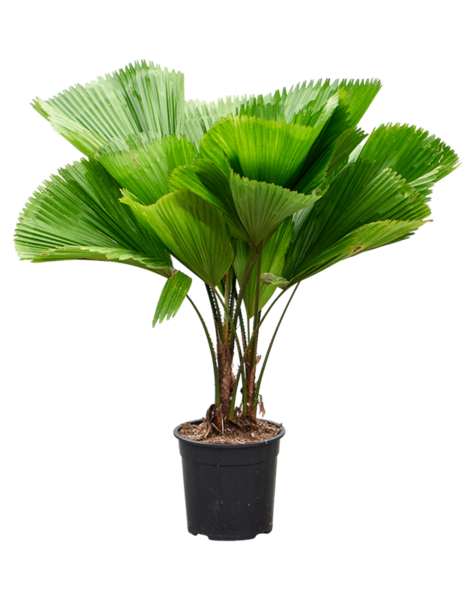 Licuala