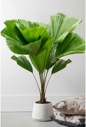 Licuala Grandis