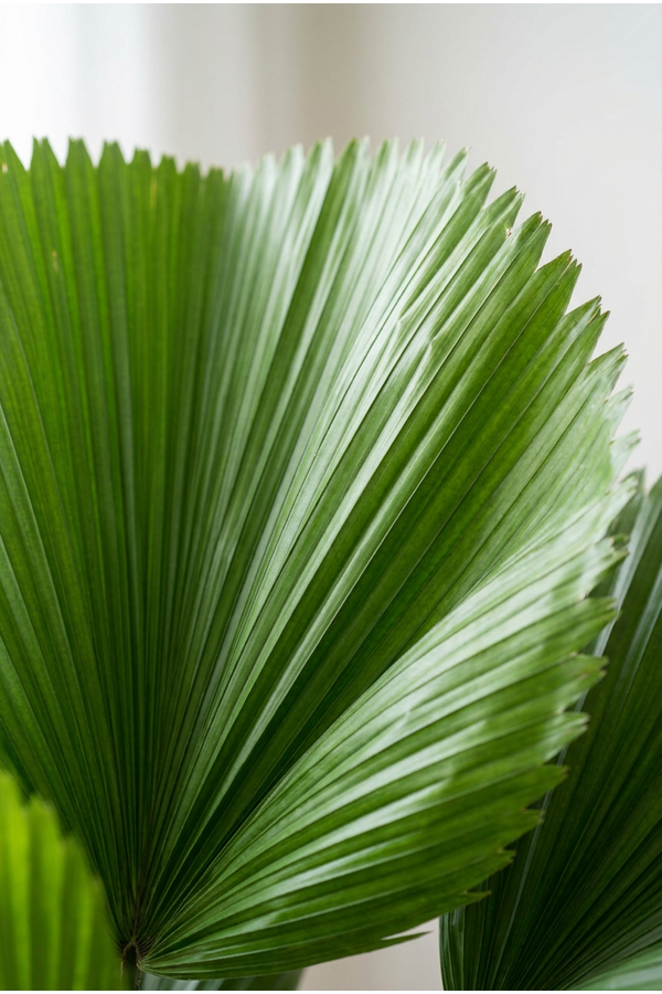 Licuala Grandis
