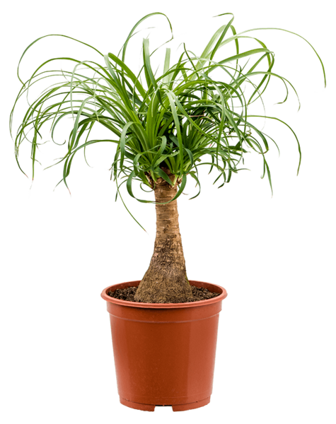 Beaucarnea