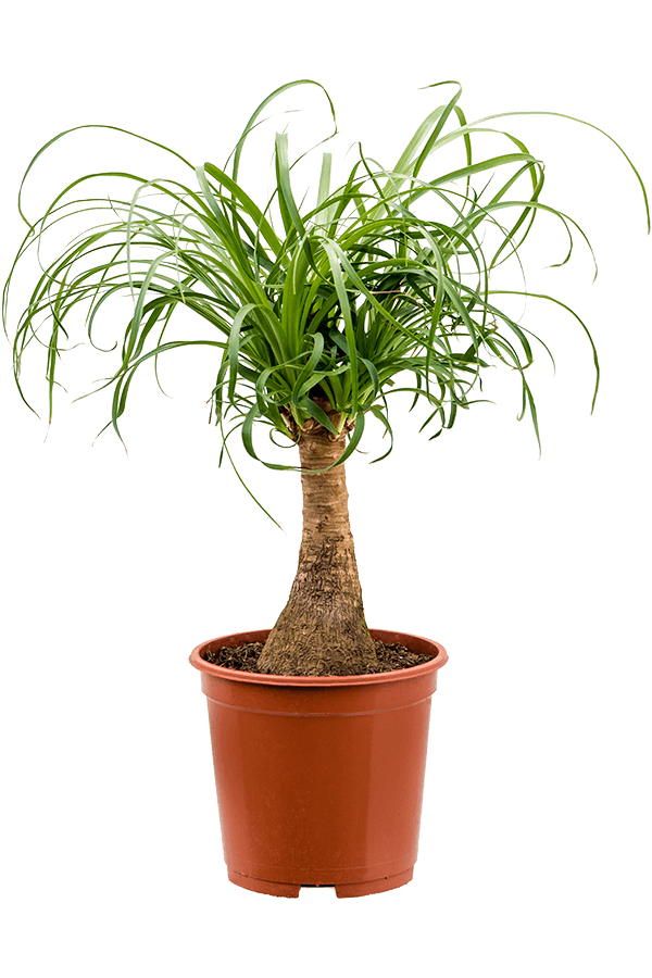 Beaucarnea Recurvata
