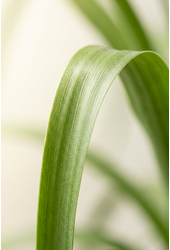 Beaucarnea Recurvata