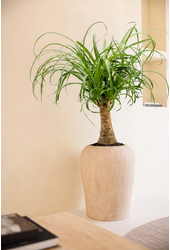 Beaucarnea Recurvata